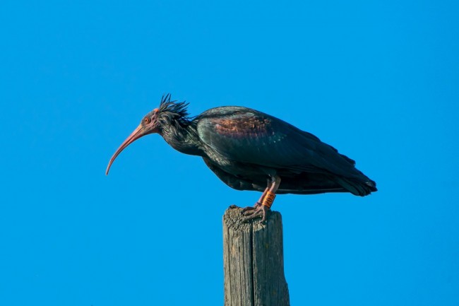 Ibis eremita, Orbetello